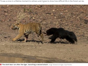 ナマケグマに追われるベンガルトラ（画像は『Mirror　2020年11月25日付「Astonishing moment huge tiger launches attack on world’s ‘deadliest bear’」（Image: Mediadrumimages / Arpit Parekh）』のスクリーンショット）