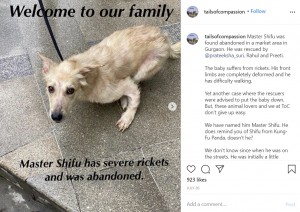保護されたマスター・シフ（画像は『Tails of Compassion Trust　2020年7月26日付Instagram「Master Shifu was found abandoned in a market area in Gurgaon.」』のスクリーンショット）