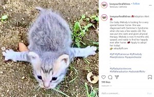 前足が広がって歩けなかったメロディ（画像は『Love Your Feral Felines　2020年2月11日付Instagram「Adoption Alert」』のスクリーンショット）