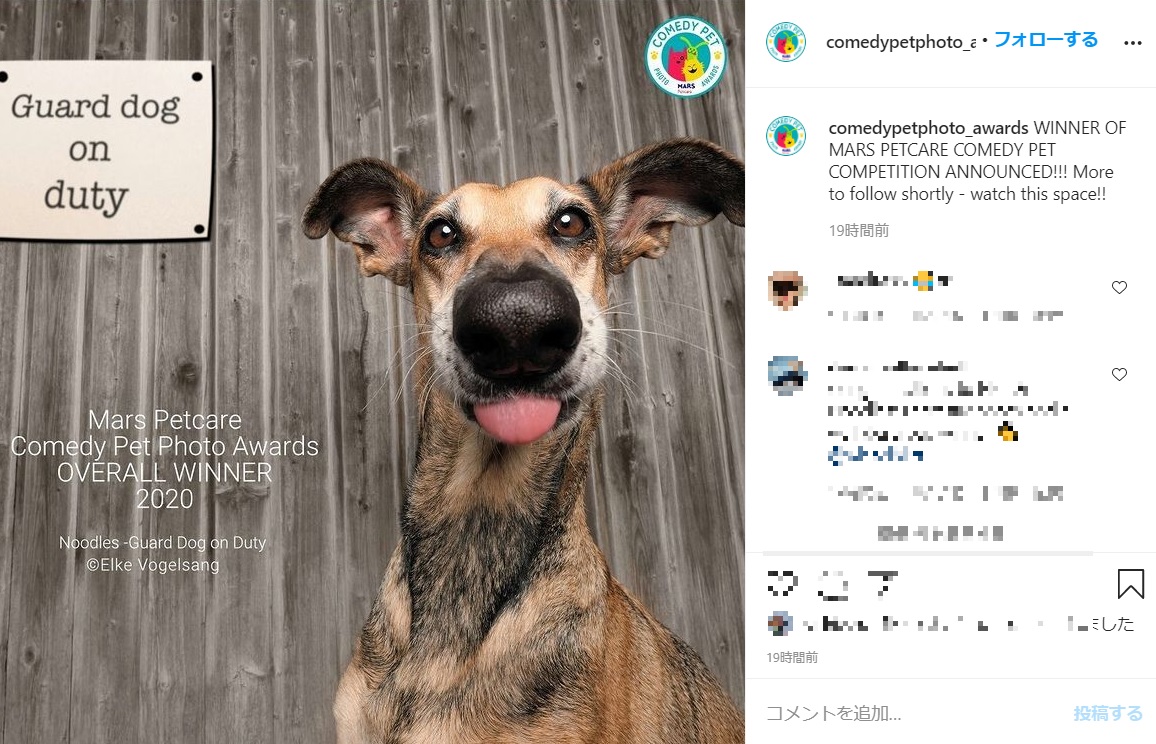 エルケさんの撮影センスが光る優勝した写真（画像は『MarsPetcare ComedyPhotoAwards　2020年11月24日付Instagram「WINNER OF MARS PETCARE COMEDY PET COMPETITION ANNOUNCED!!!」』のスクリーンショット）