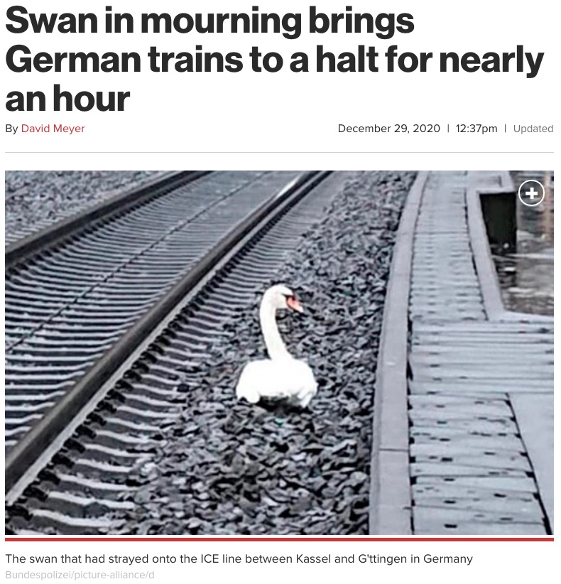 亡きパートナーの近くで座り込んでしまった白鳥（画像は『New York Post　2020年12月29日付「Swan in mourning brings German trains to a halt for nearly an hour」（Bundespolizei/picture-alliance/d）』のスクリーンショット）