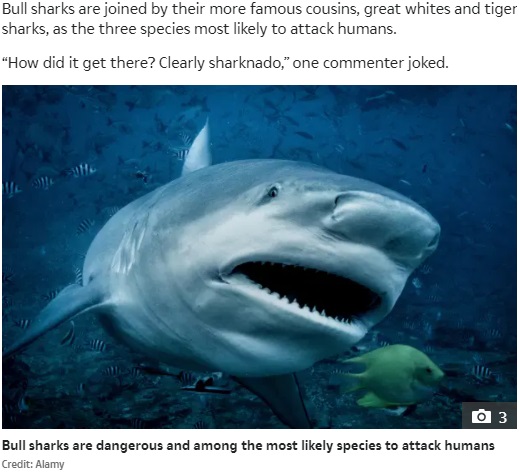 非常に獰猛なオオメジロザメ（画像は『The Sun　2020年12月18日付「SHARKNADO SHOCKER Massive bull shark spotted prowling in Aussie man’s GARDEN after flash flooding swamps town」（Credit: Alamy）』のスクリーンショット）