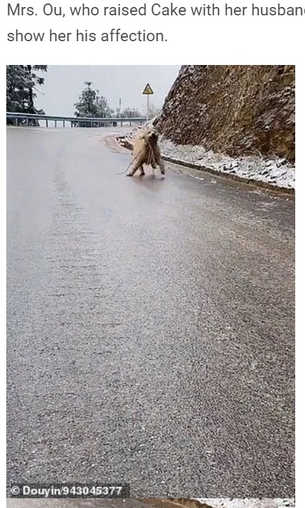 全速力でオウさんの元に駆け寄る“ケーキ”（画像は『WhatsNew2Day　2020年12月16日付「Excited golden retriever keeps slipping on ice road to ‘give his owner a tree branch’」（Douyin/943045377）』のスクリーンショット）