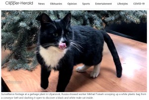 ウリヤノフスク地域の環境省で過ごすことになった猫（画像は『Lexington Clipper-Herald　2020年12月24日付「Cat saved from garbage plant in Russia」』のスクリーンショット）