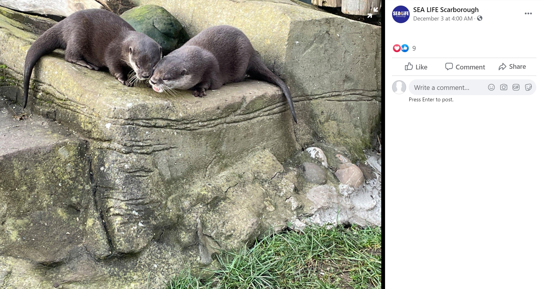 すぐに意気投合した2匹（画像は『SEA LIFE Scarborough　2020年12月3日付Facebook「We have some ‘ottertly’ amazing news」』のスクリーンショット）