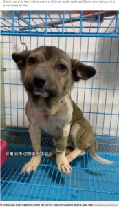 保護されて奇跡的な回復を見せたダトウ（画像は『Daily Star　2020年12月20日付「Stray dog with swollen head after collar embeds into skin makes amazing transformation」（Image: Douyin/putianzhongr）』のスクリーンショット）