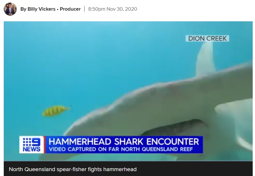 大きなハンマー型の頭をぶつけて攻撃するシュモクザメ（画像は『9News　2020年11月30日付「Diver fights off hammerhead shark with camera on Queensland reef」』のスクリーンショット）