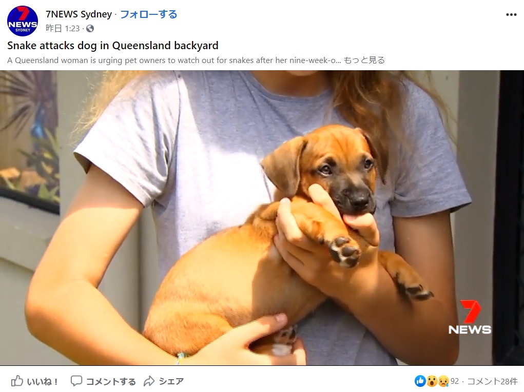 無事に助け出された子犬（画像は『7NEWS Sydney　2020年12月1日付Facebook「A Queensland woman is urging pet owners to watch out for snakes after her nine-week-old puppy was choked by a carpet python in her backyard.」』のスクリーンショット）