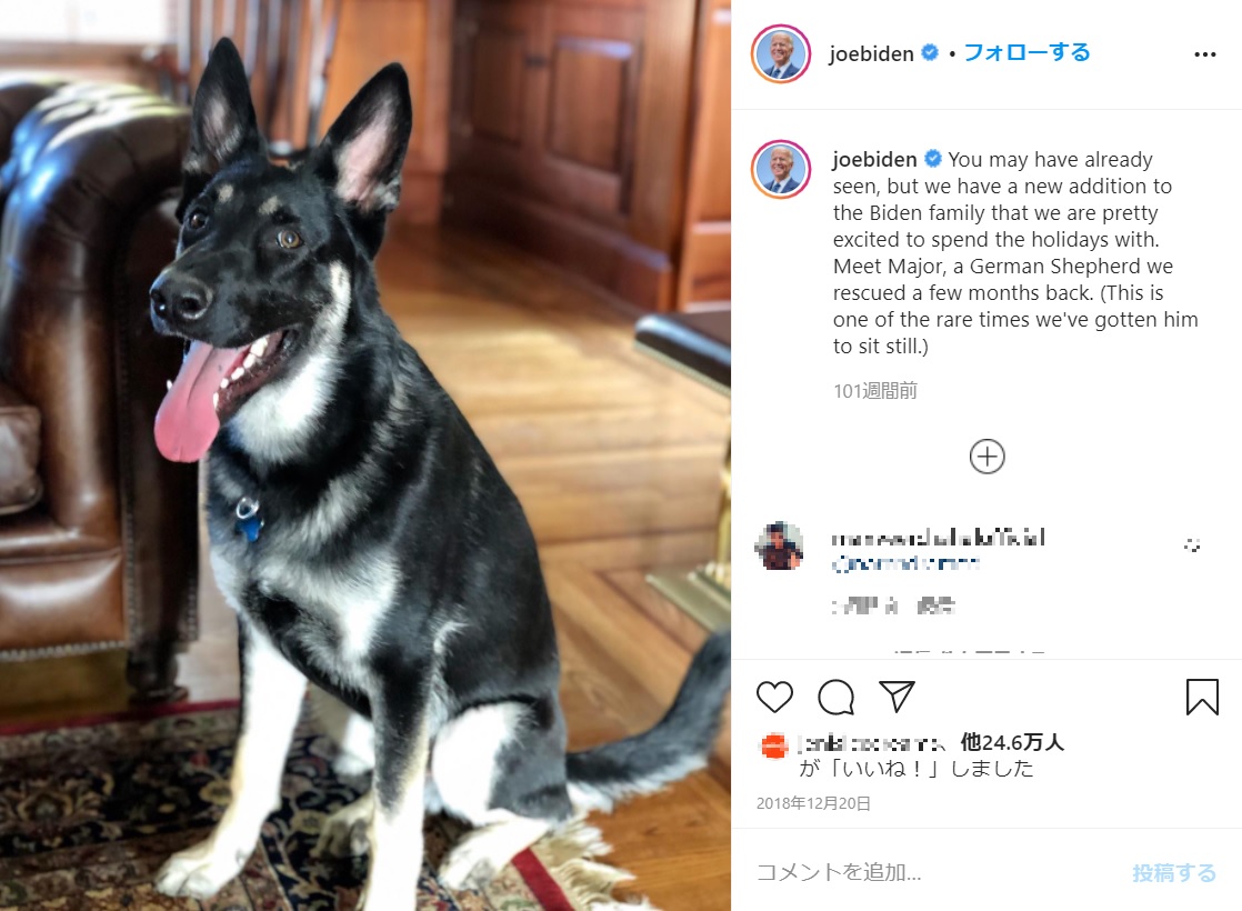 2018年に引き取った保護犬メジャー（画像は『Joe Biden　2018年12月19日付Instagram「You may have already seen, but we have a new addition to the Biden family that we are pretty excited to spend the holidays with.」』のスクリーンショット）