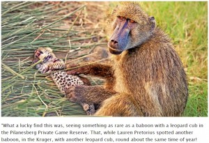 【海外発！Breaking News】珍しくも切ない光景　ヒョウの赤ちゃんに優しく毛づくろいをする野生ヒヒ（南ア）＜動画あり＞