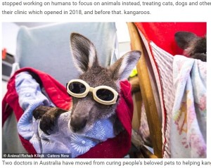 【海外発！Breaking News】森林火災で火傷を負ったカンガルー、ゴーグルを付けレーザー治療を受ける（豪）