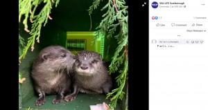 【海外発！Breaking News】パートナーを亡くしたカワウソ　デートアプリでクリスマス前に愛を見つける（英）