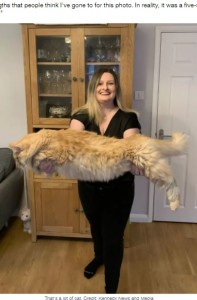 トラ猫のアーチー（画像は『LADbible　2020年11月27日付「Woman’s Cats Are So Massive People Accuse Her Of Photoshopping Pictures」（Credit: Kennedy News and Media）』のスクリーンショット）