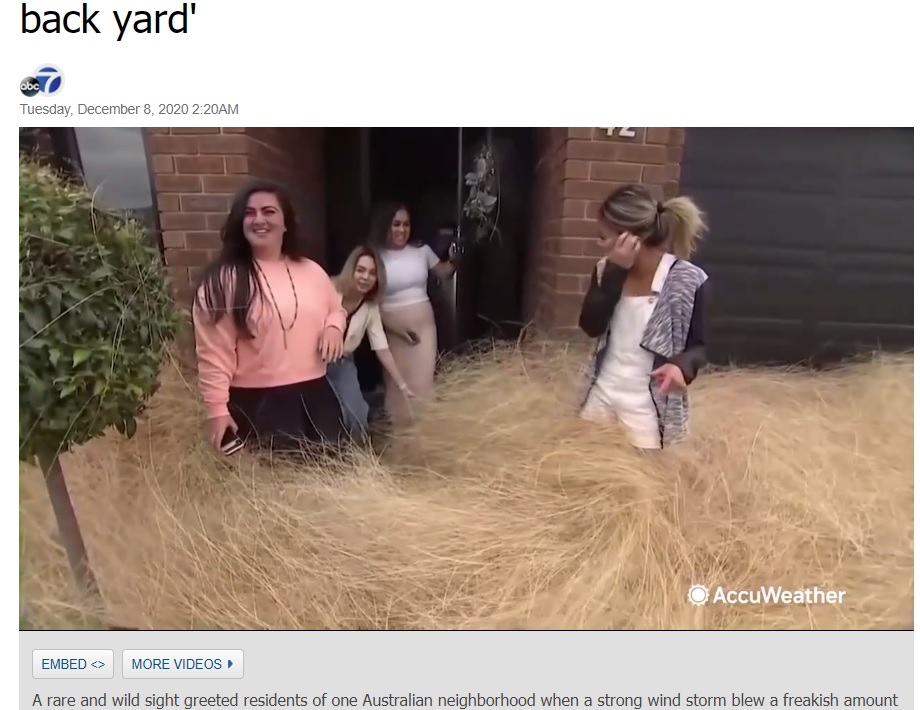 大量の枯草に驚く住民たち（画像は『ABC7 News　2020年12月8日付「Australian tumbleweeds swamp neighborhood during wind storm: ‘It’s completely taken over our back yard’」』のスクリーンショット）