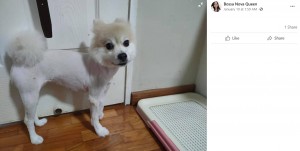 痛々しいディディ（画像は『Bossa Nova Queen　2021年1月10日付Facebook「My female Pomeranian dede was having grooming with precious pets groomer this morning at 10am.」』のスクリーンショット）