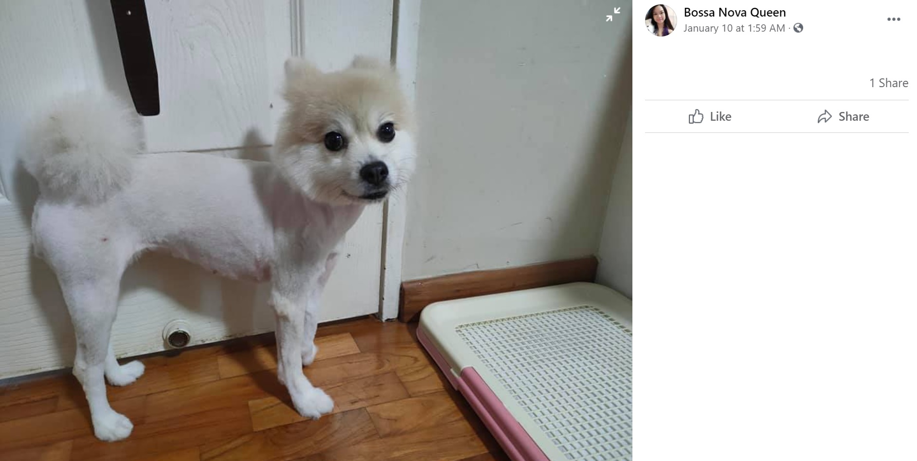 痛々しいディディ（画像は『Bossa Nova Queen　2021年1月10日付Facebook「My female Pomeranian dede was having grooming with precious pets groomer this morning at 10am.」』のスクリーンショット）