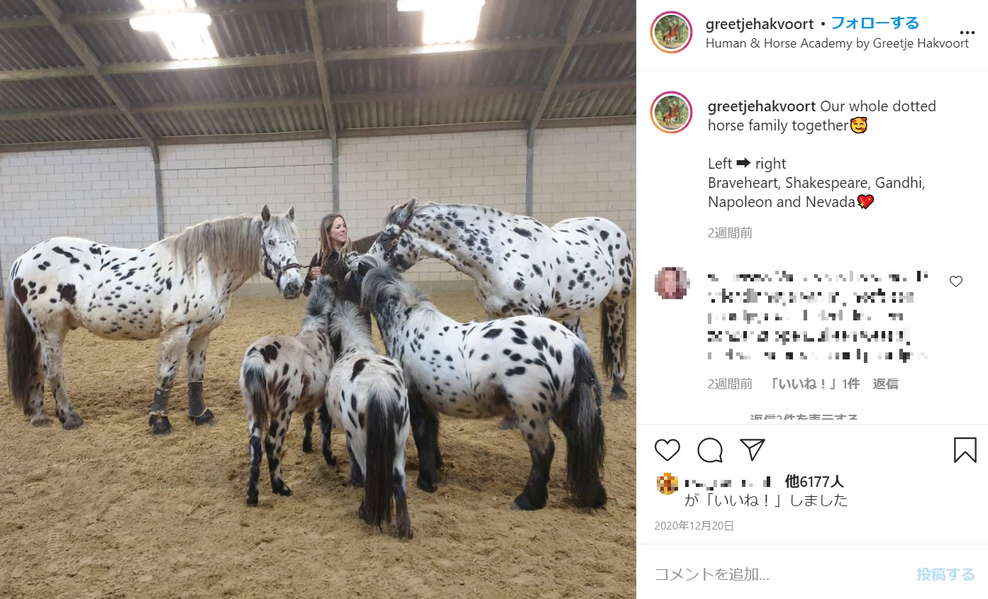 これからもダルメシアン柄クラブの“会員”は増えていくもよう（画像は『Greetje Arends-Hakvoort　2020年12月20日付Instagram「Our whole dotted horse family together」』のスクリーンショット）