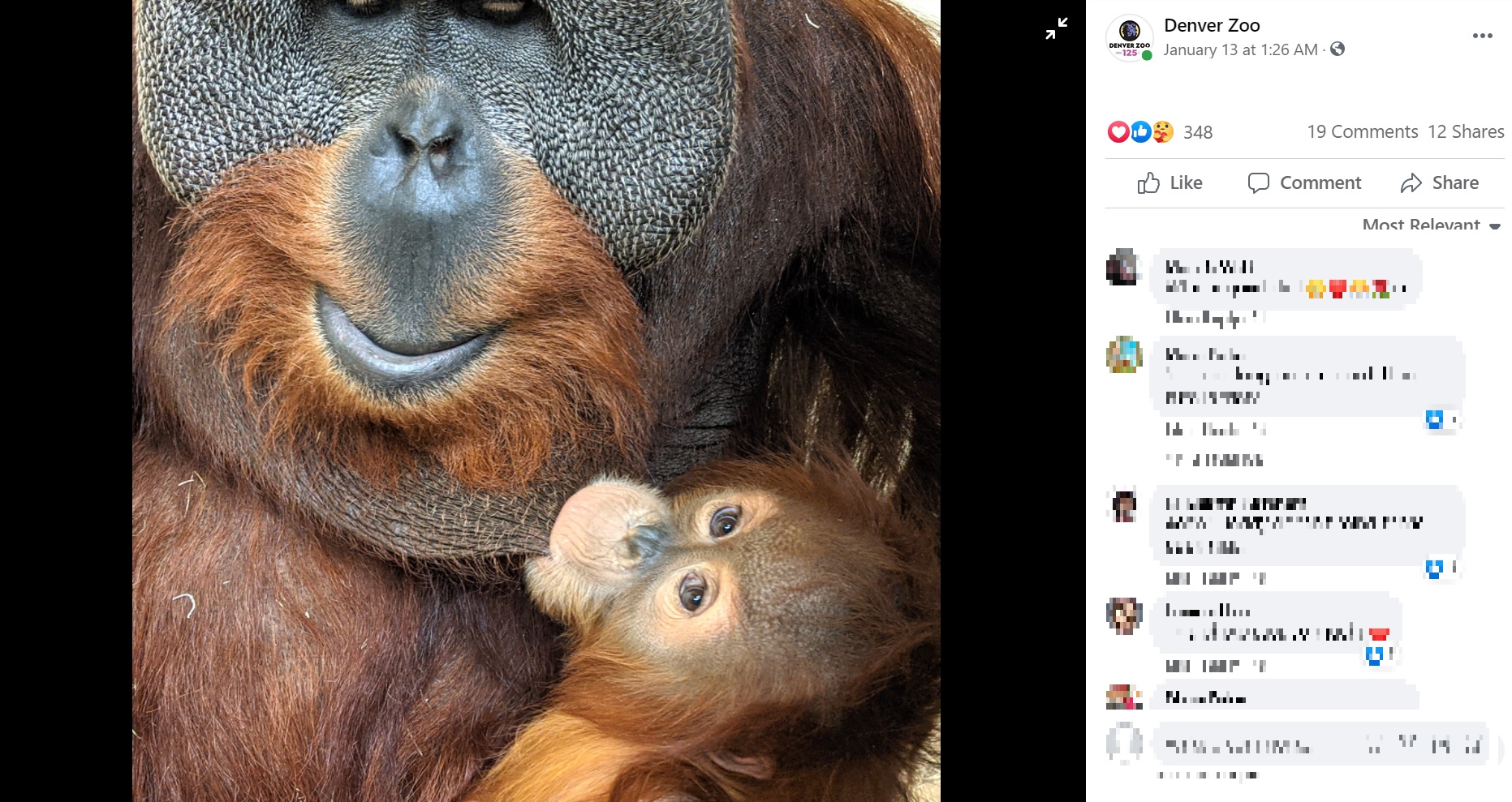 2歳の子供の世話をするオス（画像は『Denver Zoo　2021年1月13日付Facebook「For everyone wondering how our little Cerah is doing」』のスクリーンショット）