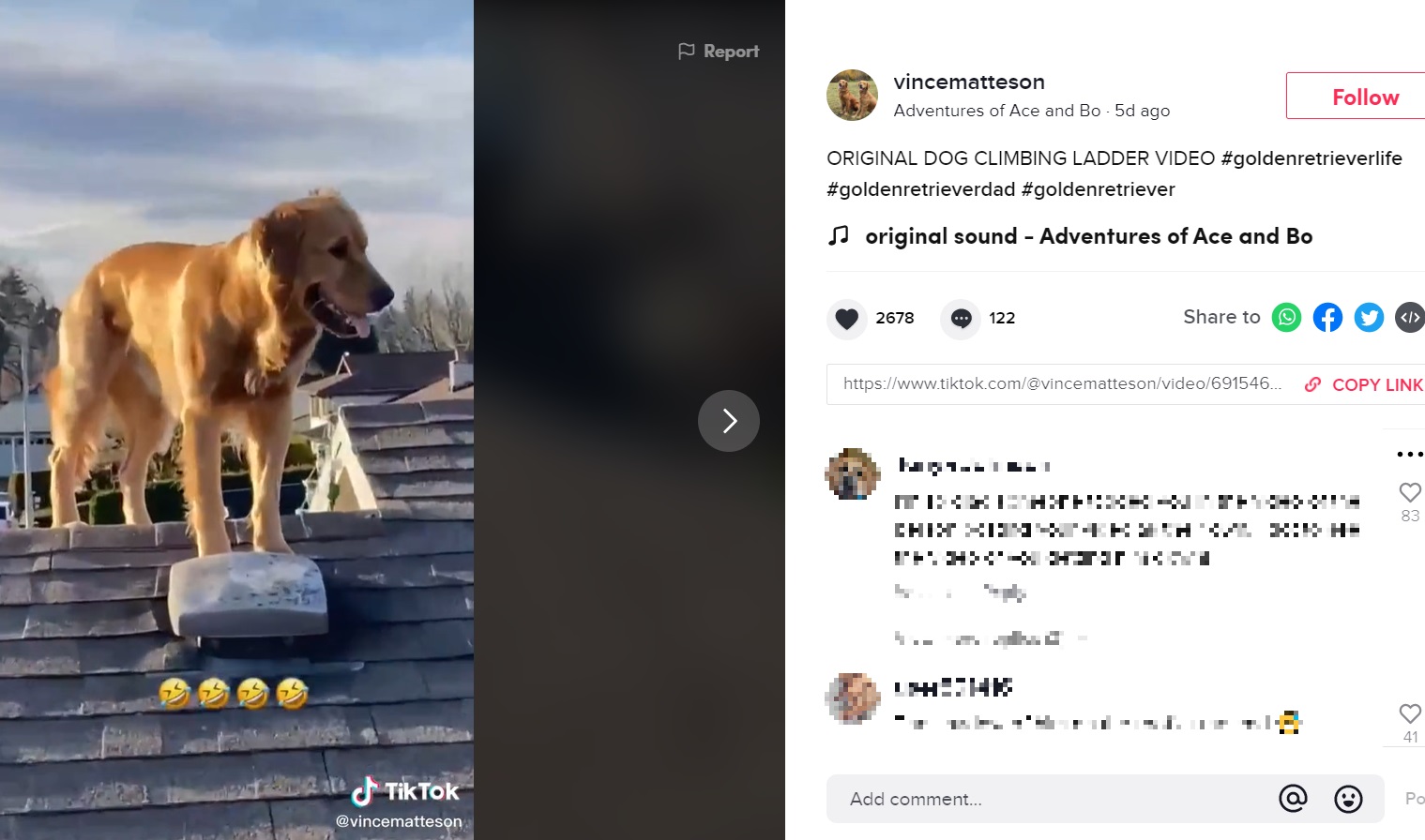 飼い主を追って屋根の上に現れた犬（画像は『vincematteson　2021年1月9日付TikTok「ORIGINAL DOG CLIMBING LADDER VIDEO」』のスクリーンショット）