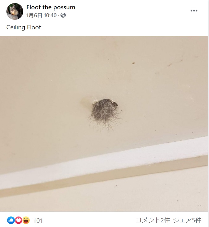 穴から見えるフワフワの体毛（画像は『Floof the possum　2021年1月6日付Facebook「Ceiling Floof」』のスクリーンショット）