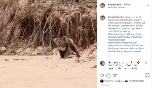 突然ビーチにやってきたコアラに人々沸き立つ（画像は『Kim Bedford　2020年12月29日付Instagram「Amazing scenes at Apollo Bay Beach this morning!!」』のスクリーンショット）