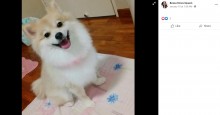 【海外発！Breaking News】ポメラニアンを「小さな柴犬のように」とグルーマーに頼んだ飼い主、仕上がりに唖然（シンガポール）