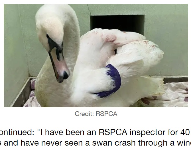 窓にぶつかってしまった白鳥（画像は『LADbible　2021年1月19日付「Elderly Woman Narrowly Misses Injury As Swan Crashes Through Bathroom Window」（Credit: RSPCA）』のスクリーンショット）