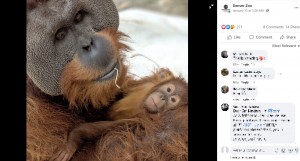 セラを抱っこするベラニ（画像は『Denver Zoo　2021年1月13日付Facebook「For everyone wondering how our little Cerah is doing」』のスクリーンショット）