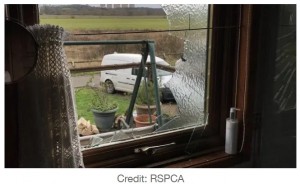 粉々に割れてしまった窓ガラス（画像は『LADbible　2021年1月19日付「Elderly Woman Narrowly Misses Injury As Swan Crashes Through Bathroom Window」（Credit: RSPCA）』のスクリーンショット）