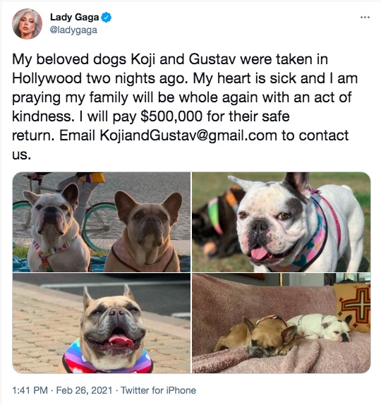 無事保護されたコジ＆グスタフ（画像は『Lady Gaga　2021年2月26日付Twitter「My beloved dogs Koji and Gustav were taken in Hollywood two nights ago.」』のスクリーンショット）