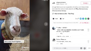 毛を刈り取った後は、視界もすっきりして身軽に（画像は『Edgar’s Mission　2021年2月12日付TikTok「A huge thank you to our supporters who allow us to help animals and make the world a kinder place for all!」』のスクリーンショット）