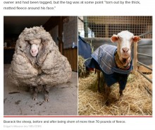 【海外発！Breaking News】白い塊と化した野生の羊　毛を刈り取るとその重さは35キロに（豪）＜動画あり＞