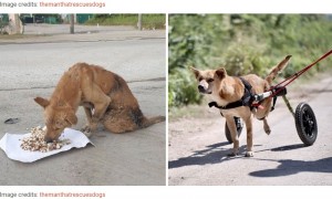 犬たちが回復する姿が励みに（画像は『Bored Panda　2021年2月12日付「This Thai Animal Shelter Nurses Disabled Dogs Back To Life With The Help Of Vets And Wheelchairs」（Image credits: themanthatrescuesdogs）』のスクリーンショット）