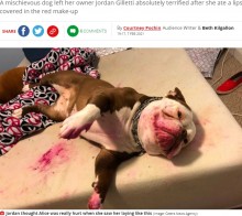 【海外発！Breaking News】「血？　事件？」いたずら犬に飼い主は「心臓が止まるかと思った！」（米）