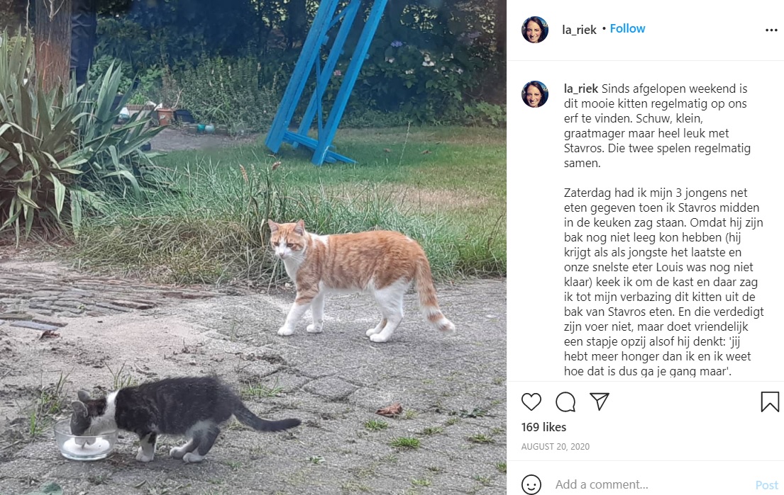 餌を食べる子猫を見守る飼い猫（画像は『la_riek　2020年8月20日付Instagram「Sinds afgelopen weekend is dit mooie kitten regelmatig op ons erf te vinden.」』のスクリーンショット）