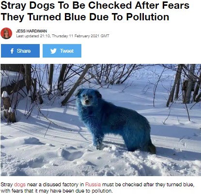 鮮やかなブルーに染まった野良犬（画像は『LADbible　2021年2月11日付「Stray Dogs To Be Checked After Fears They Turned Blue Due To Pollution」』のスクリーンショット）