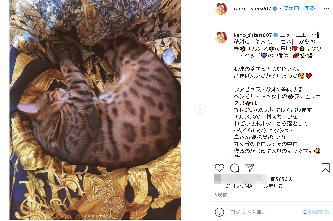 エルメスのスカーフの中でくつろぐ叶姉妹の愛猫・ファビュラス君（画像は『叶姉妹 kanosisters　2021年2月9日付Instagram「エッ、エエーッ！」』のスクリーンショット）