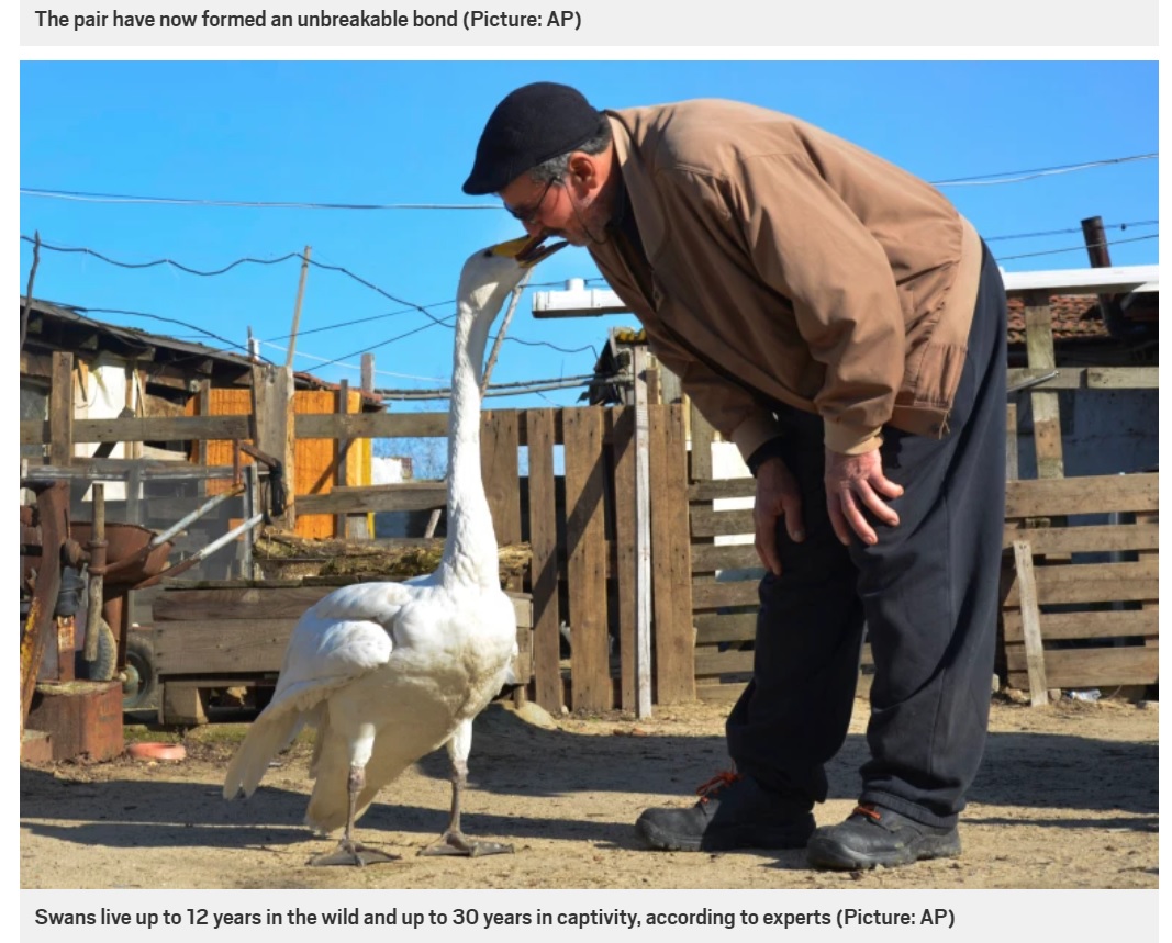 お互いが信頼し合っている様子がよく分かる（画像は『Metro　2021年2月9日付「Man is best friends with swan he rescued 37 years ago」（Picture: AP）』のスクリーンショット）