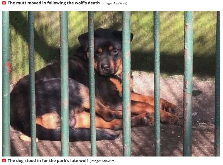 動物園でオオカミの代わりに犬を一般公開（画像は『Mirror　2021年3月6日付「Chinese zoo ‘tries to pass dog off as a wolf’ in cage after animal dies of old age」（Image: AsiaWire）』のスクリーンショット）