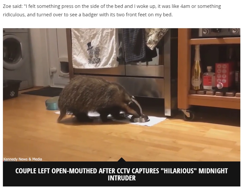 キッチンでキャットフードを食べる“珍入者”（画像は『Mirror　2021年3月8日付「Couple left in stitches after discovering nighttime intruder is ‘brazen' badger」』のスクリーンショット）