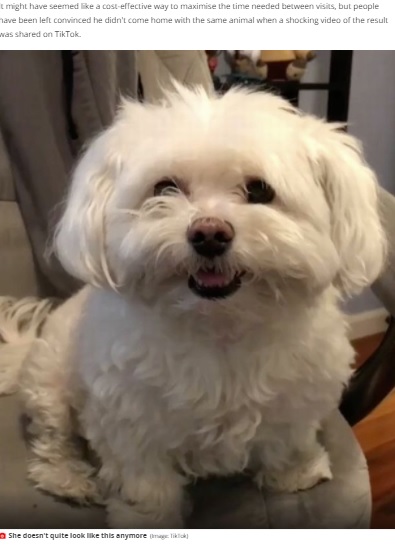 トリミングをする前の犬（画像は『Mirror　2021年3月17日付「Fluffy dog returns home from groomers ‘looking like a raw chicken’ after haircut fail」（Image: TikTok）』のスクリーンショット）