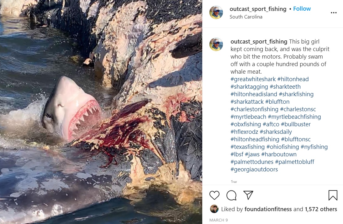 クジラの死骸に食いつくホホジロザメ（画像は『Capt. Chip Michalove　2021年3月9日付Instagram「This big girl kept coming back」』のスクリーンショット）