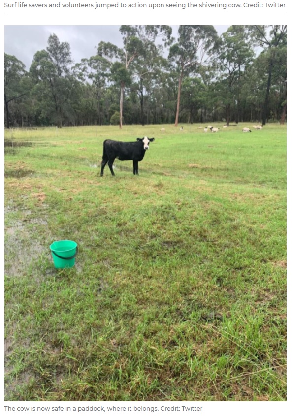 一時的に高台にある牧草地に避難した牛（画像は『7NEWS.com.au　2021年3月21日付「Distressed cow rescued from surf as being swept away in flood near Taree during storm」（Credit: Twitter）』のスクリーンショット）