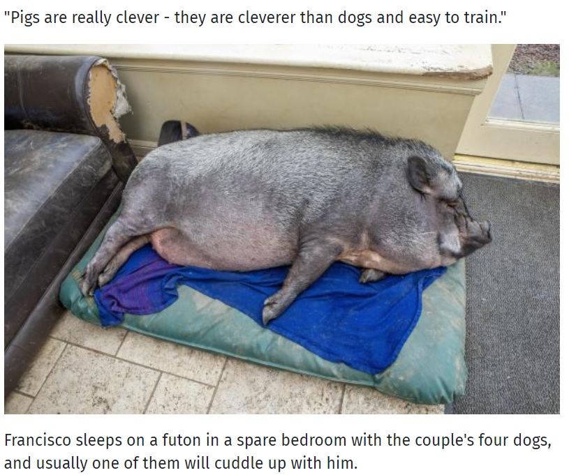 きれい好きなフランシスコ、トイレは必ず外で（画像は『Glasgow Times　2021年3月15日付「Meet 20-stone Francisco who is living in a house after his owners thought he was a micropig」』のスクリーンショット）