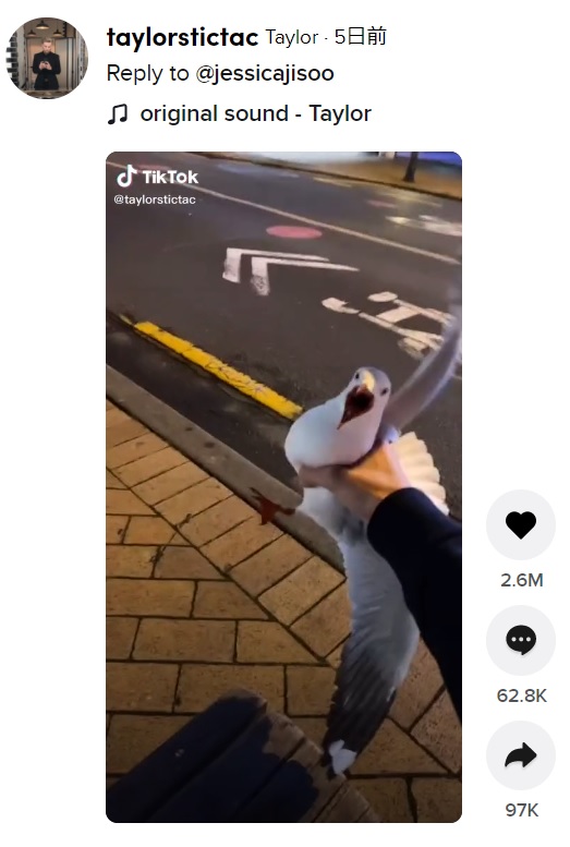 鷲掴みされたカモメのほうも驚いたはず？（画像は『Taylor　2021年3月7日付TikTok「Reply to ＠jessicajisoo」』のスクリーンショット）