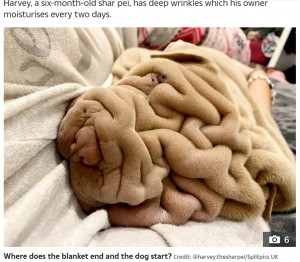 寝転がるとブランケットのように皮膚がたるむハーヴィー（画像は『The Sun　2021年3月23日付「DOG BLANKET! Adorable six-month-old shar pei looks like a scrunched-up rug with his deep wrinkles」（Credit: ＠harvey.thesharpei/Splitpics UK）』のスクリーンショット）