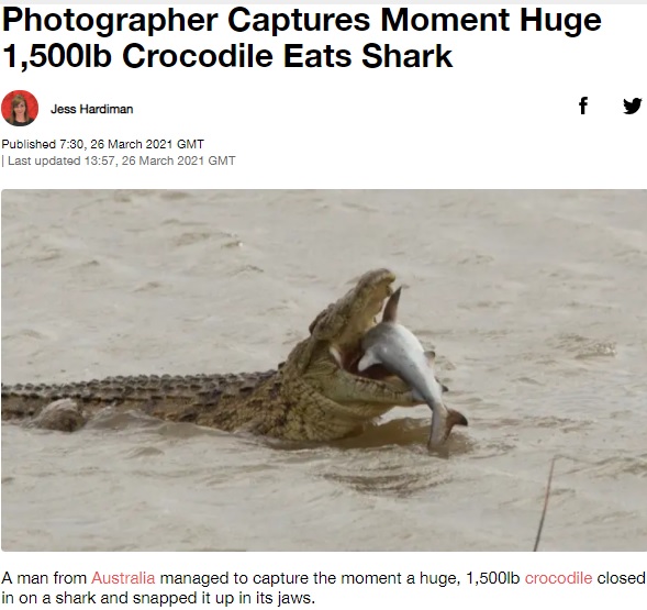 サメを頭から丸呑みにするナイルワニ（画像は『LADbible　2021年3月26日付「Photographer Captures Moment Huge 1,500lb Crocodile Eats Shark」』のスクリーンショット）