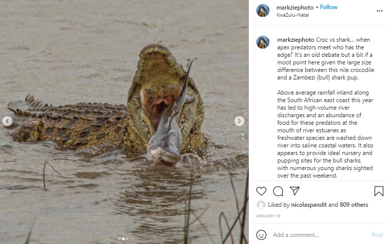 次第に動かなくなったサメ（画像は『Dr Mark Ziembicki　2021年1月19日付Instagram「Croc vs shark…」』のスクリーンショット）