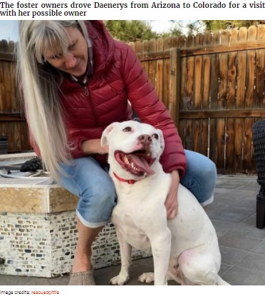 新しい家族ができて幸せそうなピットブル（画像は『Bored Panda　2021年3月23日付「This Underweight Pit Bull Was Found In An Abandoned Apartment, But Her Fortune Has Turned, And Now She’s Safe」（Image credits: rescuedpittie）』のスクリーンショット）