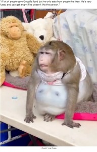 表情が険しいゴジラ（画像は『LADbible　2021年3月23日付「Monkey Is Severely Obese After Being Fed Junk Food By People In Market」（Credit: Viral Press）』のスクリーンショット）